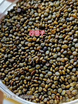 #创作灵感 #沙苑子 沙菀子茶泡茶搭配枸杞覆盆子#好物推荐🔥 #自用好物分享 #优质农产品 @DOU+上热门
