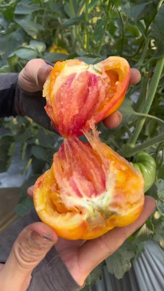 西红柿与蜂蜜相克吗(西红柿可以和蜂蜜一起吃) 西红柿与蜂蜜相克吗(西红柿可以和蜂蜜一起吃)