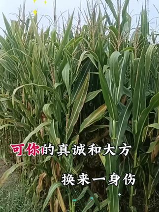 大蒜在卖#抖音助农 #优惠活动火爆进行中 #优质农产品