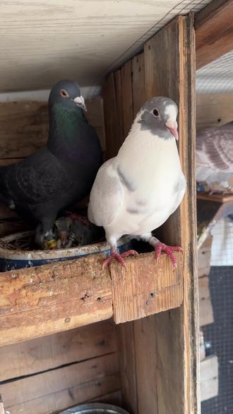 #养鸽人#信鸽#鸽友 母红白,公纯黑,幼鸽咋又串色了呢?幼儿成灰白了基因真的强大哈!!!!