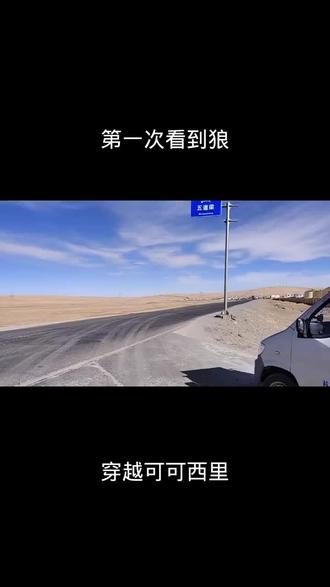 可可西里,看到狼了。