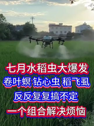水稻管理六合一#水稻 #水稻种植 #水稻管理 #水稻高产
