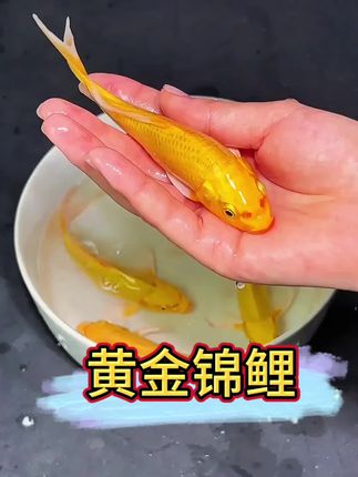 1.《招财镇宅款·黄金锦鲤》 通体金红如流霞,游姿灵动带财气!不仅是鱼缸里的“活宝石”,更象征年年有余、好运常伴,新手也能轻松养活,让家里添份贵气与吉祥。 2.《高颜易养·黄金锦鲤》 不用费心打理的“水中艺术品”!鳞片闪耀似金箔,适应力强好喂养,无论是办公室造景还是家庭鱼缸,放一条就点亮整个空间,观赏性拉满还招福。 3.《寓意爆棚·黄金锦鲤》 养的是鱼,更是好彩头!黄金体色聚福气,寓意事业“鲤”冲天、生活“鱼”快无忧,体质健壮少生病,让好运每天在眼前游弋。#黄金锦鲤 #锦鲤 #水族 #养鱼日记 #锦鲤鱼池
