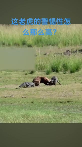 这老虎是怎么知道鳄鱼在背后偷袭的?眼睛都没看。
