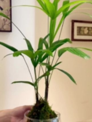 【水培好事成双棕竹棕榈苔藓球盆栽盆景室内客厅办公室桌面观叶绿植】