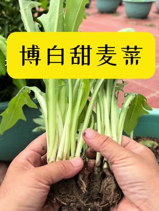 移栽博白甜麦菜!#家庭种植 #甜麦菜