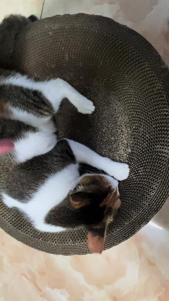 为什么发出咕噜咕噜的声音?#萌宠出道计划 #神奇动物在抖音 #猫咪的迷惑行为 #动物的迷惑行为 #到底是咪咪还是咕噜