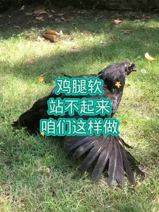 #三农养鸡 #鸡鸭鹅养殖#鸡鸭鹅#科学养鸡
