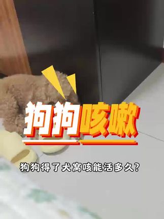 狗狗突然咳嗽怎么办#狗狗咳嗽 #狗狗感冒 #狗狗呼吸道感染 #狗狗流鼻涕 #狗狗肺炎