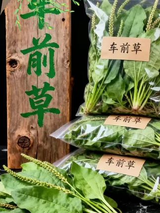 随处可见的車前草,你知道妙用吗#车前草 #车前草茶 #好喝不贵 #超便宜超划算 #好物推荐 @DOU+上热门 @DOU+小助手