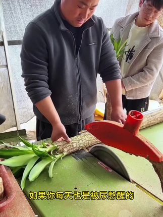 #巴西木又叫幸运木 很好养,平时浇浇水就可以
