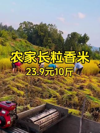这个大米大家可以试试,真的好吃#大米 #长粒香大米 #猫牙米