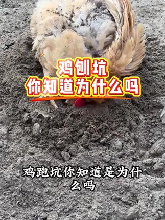 鸡刨坑你知道为什么 #鸡鸭鹅养殖 #养鸡#养鸡小妙招#养鸡人#三农