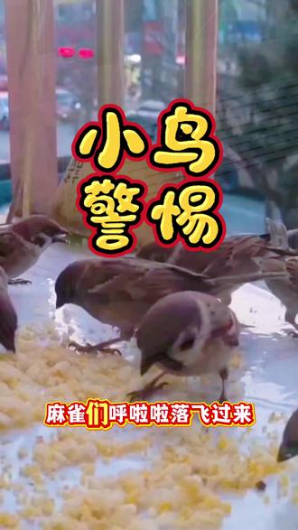 撒了小米为什么小鸟不吃呢?因为小鸟麻雀们的警惕性很高,需要耐心等待。#小鸟不吃东西怎么办 #麻雀 #喂麻雀 #喂鸟 #日行一善