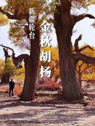 《金秋胡杨》 秋日,胡杨褪去翠绿,换上鎏金衣裳,强硬的枝干撑起一片金黄世界,成了荒漠中最动人的景致。#秋日旅行天花板#沙漠胡杨#新疆旅行#新疆维吾尔自治区成立70周年#塔里木胡杨林
