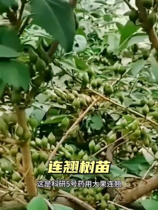 连翘苗5号 连翘树苗 连翘苗批发大果连翘苗 耐寒 耐旱 成活率高#连翘树苗
