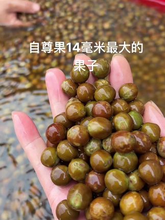 中秋送礼的就可以买这款果子自尊果14毫米左右,十斤只要298块钱,皮薄肉厚粒粒饱满,霍邱本地带刺笨鸡头果,又想吃的抓紧时间囤货啦
