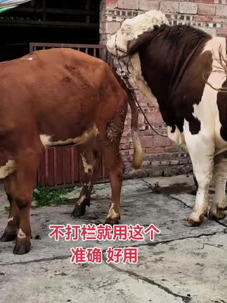 猪牛羊通用,准确 好用,视频下方小黄车下单 #养殖 #繁殖母牛 #视频同款