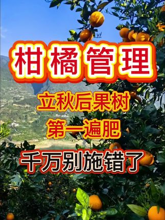 立秋后果树第一遍肥,千万别施错了#果树种植 #柑橘种植 #增产增收 #果树施肥 #三农