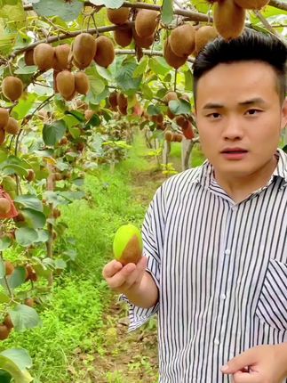 徐香猕猴桃才是真“蜜”桃!剥开皮满是果香,咬一口软糯爆汁,甜里带点微酸超清爽,果肉细腻无渣,秋冬补充VC就靠它,一口就爱上!#徐香猕猴桃 #猕猴桃 #新鲜应季水果 #好吃不贵经济实惠