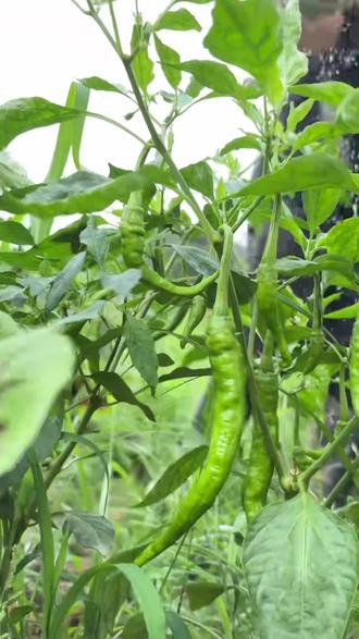 一条视频教会如何看石灰正不正宗,你买的石灰是不是只看价格? #石灰#石灰的鉴别方法#好石灰