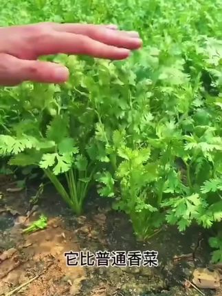 香菜种子,大叶香菜#蔬菜种子 #蔬菜种植 #种菜 #香菜种子