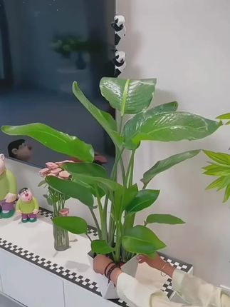 水培天堂鸟植物ins风桌面小绿植春季鹤望兰盆栽绿植室内客厅花卉#天堂鸟 #天堂鸟绿植 #水培天堂鸟