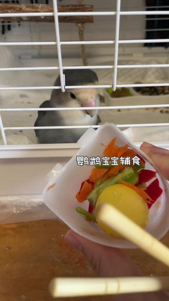 生蛋后吃点鲜食调养一下#牡丹鹦鹉 #飞天老虎钳 #小鸟比巴卜 #养鸟经验分享