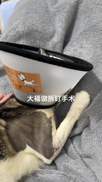 大福做完拆钉手术一个多月啦,恢复的很好~#猫咪#猫骨折手术#猫咪日常记录 #猫咪睡觉姿势迷惑大赏 #猫吐舌头