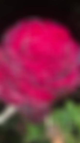 自由女神像手中拿的什么 owcz9cdtjENkAgAIgBef13FhIDzABcAsBgtn3P~tplv-dy-resize-origshort-autoq-75:330.jpeg?x-expires=1998684000&x-signature=vHydthKhin1xwvWb%2BwIYP74SMNc%3D&from=3213915784&s=PackSourceEnum_AWEME_DETAIL&se=false&sc=cover&biz_tag=pcweb_cover&l=202305060646581D704A3FBD917B3DFEFD