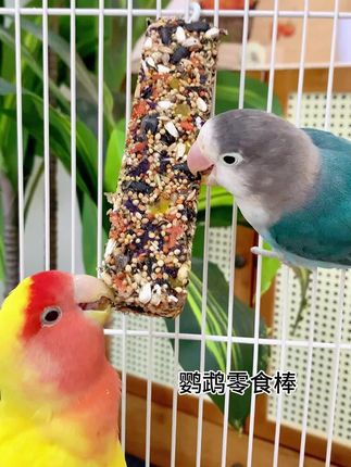 就算你把鹦鹉的羽毛拔了,它也不会告诉你用这个#零食棒 给鹦鹉磨嘴喙有多好#养鹦鹉必备 #鹦鹉磨嘴