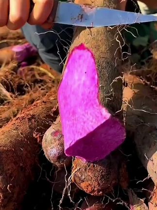 我猜你肯定没吃过紫色的淮山山药#快来一起尝个鲜 #山药 #淮山 #农产品 #口感非常好