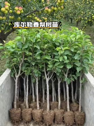 #库尔勒香梨 #库尔勒香梨树苗 #果树种植 #果树苗