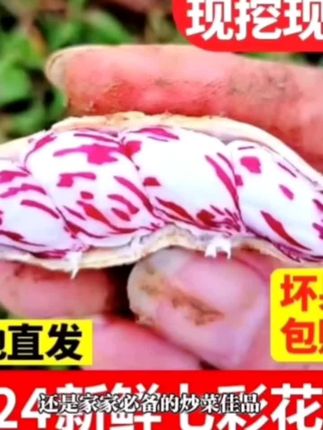 #视频同款。