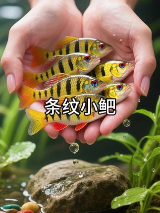 缸中 “灵动小斑马”条纹小鲃,冷水好养还活泼,新手必入 它是耐造又有辨识度的原生鱼,它体型小巧圆润,银白身躯上竖着几道墨黑条纹,像水里游的 “迷你小斑马”,游动时灵活又活泼,群养时条纹交错穿梭,瞬间让鱼缸充满生机,搭配水草造景,宛如还原溪流浅滩的野趣。 关键超省心!常温冷水就能活,不用加热棒,喂普通鱼粮、藻类都吃,对水质不挑剔。性格温和不打架,混养鳑鲏、冷水鹦鹉鱼都和睦。点击左下角小黄车,让这尾 “条纹小精灵” 住进鱼缸,轻松 get 原生态美感~#条纹小鲃 #养鱼日记 #新手养鱼 #观赏鱼 #在抖音入手的好东西