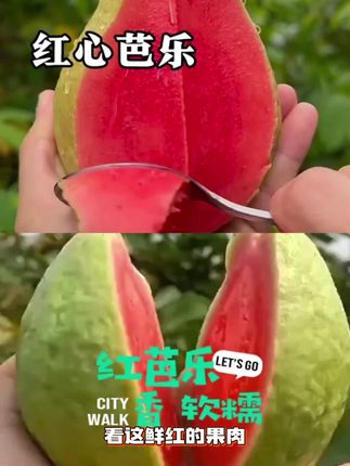 红心芭乐果肉鲜红饱满带晶莹水滴,新鲜多汁的横切,家乡特产#新鲜直发