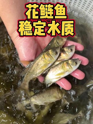 花鲢搭配,养殖标配👍#水产养殖 #新农人计划 #花鲢 #三农 #水产人