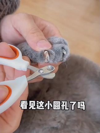 那些担心剪到血线的家长们,可以直接入一把这个小盲剪#萌宠好物 #猫咪剪指甲 #新手养猫