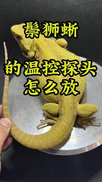 鬃狮蜥的温控探头应该怎样放#鬃狮蜥 #蜥蜴 #爬宠 #温控探头 #鬃狮蜥饲养