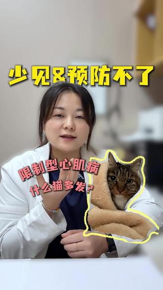 😱猫心变“僵”了?会遗传吗?哪些猫高发?揭秘猫的限制性心肌病#猫心脏病#养猫人 #猫心脏病猝死 #猫心肌病 #宠物医生