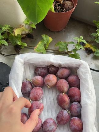 西梅,甜蜜多汁 #优质农产品 #脆甜多汁 #健康 #水果采摘 #软糯香甜