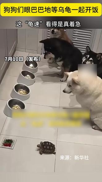 狗狗们眼巴巴地等乌龟一起开饭,这“龟速”看得是真着急。