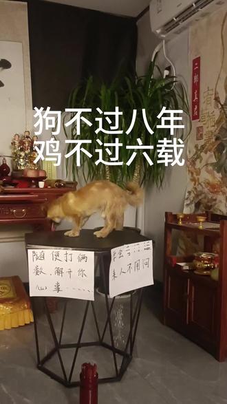 狗不过八年,鸡不六载。#民间故事