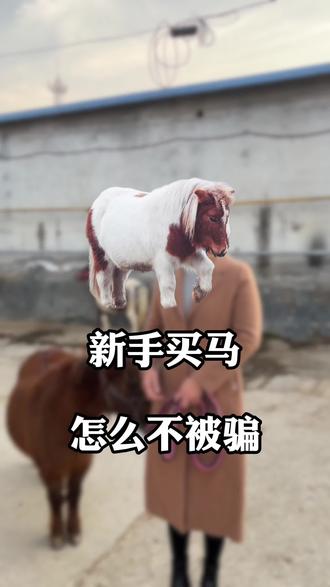 新手买马,怎么不被骗#野骑 #萌宠 #动物 #骑乘马 #上热搜