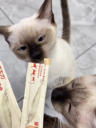 #猫条