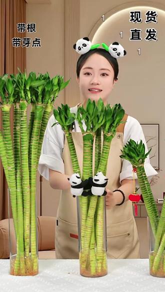 文昌竹龙竹带根好养水培学生桌面护眼办公室卧室书房书桌送营养液#文昌竹#水培植物#净化空气#龙竹 #桌面植物