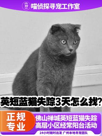 😭痛心找回|佛山走失蓝猫离世!找猫一定要找本地专业团队 🔥【成功找回】🔥猫咪不见了怎么办❓ 喵侦探寻宠团队到达现场成功找到高层不见的蓝猫🐱
广东佛山禅城区
真实高层寻宠案例🐱
谁也没想到封窗的20楼,会让相伴多年的蓝猫意外走失!铲屎官发现猫咪不见后,瞬间慌了神🥺
自己熬夜盲目搜寻、询问邻里、排查小区周边,耗费大量时间精力,高楼环境复杂,个人搜寻根本找不到细微线索,完美错过最佳救援时间!
对比外包兼职团队、中间商接单溢价多、响应慢、不专业🙅
【喵侦探佛山本地寻宠工作室】全职团队直单!无中间分成,上门快、勘察细、经验足✅
接到求助后队长火速到场,沉浸式全方位排查,依靠专业寻宠技术、设备捕捉微弱线索,最终锁定隐蔽点位
遗憾的是小可爱高空坠落多处骨折,已不幸离世😔
主人全程哽咽致谢,夸赞我们专业又耐心,全程认真负责!
再次郑重呼吁:养宠务必做好全屋防护!宠物走失别侥幸!
个人盲目寻找只会拖延时间!优先选本地全职团队,高效靠谱不踩雷✨
珍惜每一只毛孩子的生命!#上热门#广州本地找猫团队#专业找猫团队#猫不见了怎么找回#找猫攻略