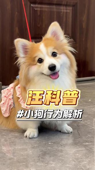 狗狗行为小课堂 看完秒懂它的小心思 #狗 #狗狗知识 #养狗 #动物科普