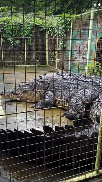 分享8种奇特的鳄鱼!你见过几种? #动物世界 #鳄鱼