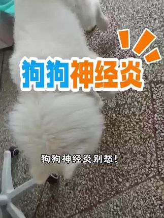 狗狗神经炎#狗狗神经炎 #狗狗神经炎症状 #狗狗瘫痪 #狗狗后腿无力#狗狗抽搐